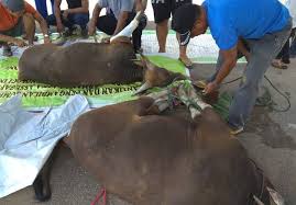 31 gambar qurban lucu di 2020 lucu gambar meme lucu. Kegiatan Penyembelihan Hewan Qurban Dalam Rangka Perayaan Idul Adha 1439 H 2018 M Di Pengadilan Agama Sorong Pengadilan Agama Sorong