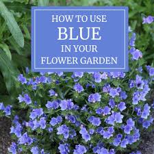 A tiny touch of white accents the intense blue flowers. How To Use Blue In Your Flower Garden Longfield Gardens