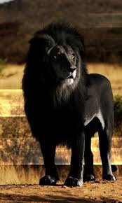 Maybe you would like to learn more about one of these? Black Lion Wallpaper Download To Your Mobile From Phoneky