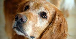 We did not find results for: Golden Retriever Rescues In Ohio Adopt A Golden Retriever Near You Golden Hearts