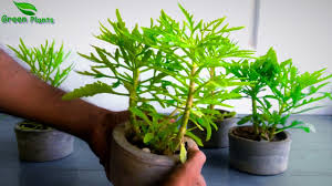 Image result for Kalanchoe laciniata