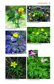 Nothing says spring more than masses of lovely blossoms in your garden and the scent of. Mountain Flowers And Trees Of Caucasia Nhbs Field Guides Natural History