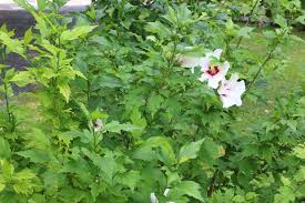 Wenn du klassischen teerezepten einen frischen pfiff verleihen willst, versuche es. Hibiskus Schneiden So Gelingt Der Ruckschnitt Des Gartenhibiskus