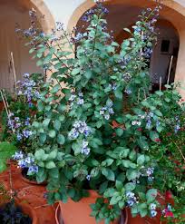 Image result for Clerodendrum umbellatum
