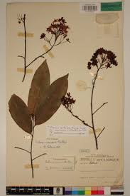 Image result for Ochna arborea