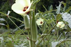 After the initial harvest, it's possible to control the. Okra Worldcrops