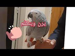 ببغاء الكاسكو الإفريقي يجري مكالمة هاتفية youtube parrot animals african