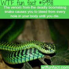 The Boomslang Snake Wtf Fun Facts Animal Facts Fun Facts Snake