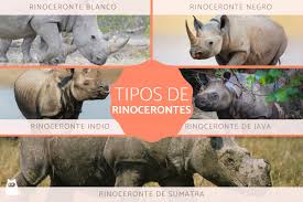 Recuerda saltar la publicidad de 5 segundos que te aparecerá, pulsando sobre saltar publicidad o skip ad justo en la esquina superior derecha, y. Rinocerontes Tipos Caracteristicas Y Habitat