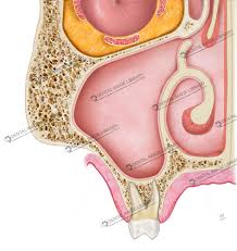 Image result for Maxillary Sinus