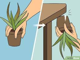 2 choose the right potting medium for your cactus. How To Revive A Dying Aloe Vera Plant Aloe Vera Plant Aloe Plant Aloe Vera