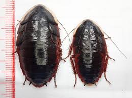 ねずみ・害虫・シロアリ駆除ならシー・アイ・シー