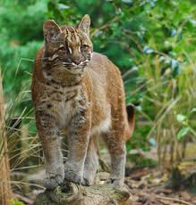 The felinae are a subfamily of the family felidae.this subfamily comprises the small cats having a bony hyoid, because of which they are able to purr but not roar. Katzen Felidae Naturfakten