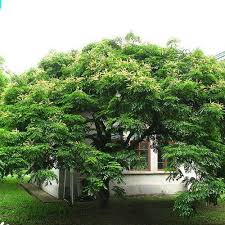 Image result for Erythrophleum