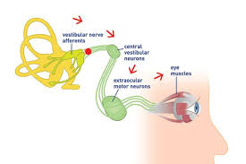 Eye And Ear Connection Eyes Ear Muscle