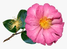 Flower rose yellow, real flowers and small floral single flower, floral, heart, flower png. Transparent Single Flower Png Camellia Sasanqua Png Download Kindpng