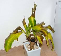 観葉植物の葉が黄色くなる原因 枯れた時の対処法や復活させる方法 井戸端会議で花咲かせ
