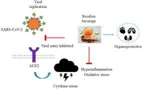 Rooibos A Supportive Role To Play During The Covid 19 Pandemic Sciencedirect