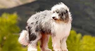 We did not find results for: Do Aussiedoodles Need Grooming Cost Bathing Brushing Tips