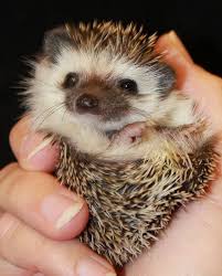 Cute Baby Hedgehog Egel Cute Animals Baby Hedgehog Hedgehog Pet