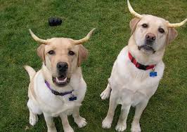 Everything about the labrador retriever 🐶👇 the labrador retriever is, without doubt, one of the most appreciated and beloved breeds in the world. 19 Reasons Why A Labrador Retriever Shouldn T Be Trusted