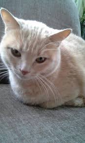 Nebibe Uysal Adli Kullanicinin Kedi Panosundaki Pin Kedi