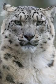 Did You Know That When It Snows My Eyes On Oasis Hd Did You Know The Snow Leopard Is One Of Only Two Big Cats That Cann My Love For Tigers Jaguars Leopards All The Other Jungle Cats Snow