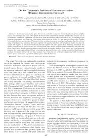 Image result for Panicum habrothrix