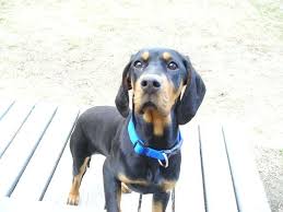 Black And Tan Beaglier American Black And Tan Coonhound Dog Dog Fever Coonhound Black And Tan