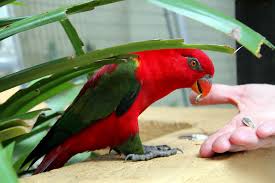 Anita adalah wanita bersuami, artinya kau tidak berhak untuk menjamah tubuhnya, ucap lisa berusaha membela keluguan berfikirnya. Ops Burung Turki Taman Burung Kuala Lumpur Eratuku