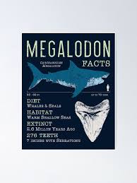 Megalodon Facts Poster