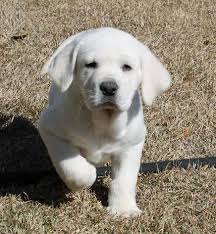 We treat all of our puppies as if they are preparin. White Lab Puppies For Sale White Labradors White Labrador Puppies