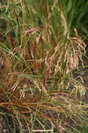 Image result for Eragrostis tef