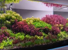 Image result for Rotala fluitans