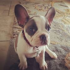 While french bulldog colors vary depending on the parents' genes, what these the dark fawn often has a reddish tint. Fawn Pied French Bulldog Rare Guide Pets News And Review