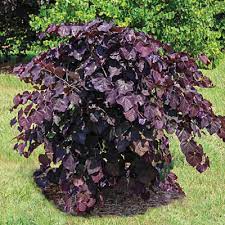 The ruby falls redbud is a dwarf cascading beauty with tons of purple power! Ruby Falls Weeping Redbud Tree Shop Flowering Trees Spring Hill Nurseries