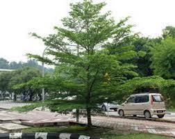 Saat ini jenis pupuk kimia/anorganik banyak jenisnya. Idea Pokok Teduhan Sesuai Untuk Halaman Rumah Anda Encikshino Com