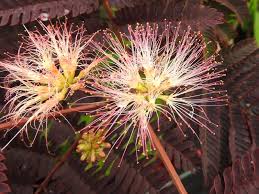 Albizia julibrissin 'summer chocolate'® silk tree, false acacia. Baumschule Eggert Blutenstraucher Baumschulen Heckenpflanzen Albizia Julibrissin Summer Chocolate Seidenbaum Summer Chocolate Mimosaceae Slaapboom Silkestrad
