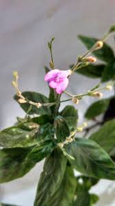 Image result for Justicia phyllostachys