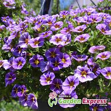 Image result for calibrachoa million bells