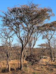 Image result for Burkea africana