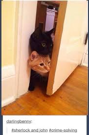 27 Questions That Are Guaranteed To Improve Your Day Sherlock Cats Sherlock Fandom