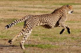 the worlds fastest animals on land sea and air