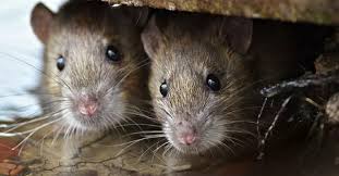 Tikus dapat masuk dari celah rumah tanpa kita sadari. Jakarta Timur Rawan Ancaman Penyakit Kencing Tikus Kenali Gejalanya Okezone Lifestyle