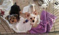 Get healthy pups from responsible and professional breeders at puppyspot. Christmas Puppies No Scams Here Yorkie Maltipoo Havanese Etc For Sale In Tucson Arizona Classified Showmethead Com