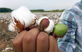 Aws provides cloud computing services to hundreds of thousands of customers. Telangana Wadhwani Ai Team Up To Benefit Cotton Farmers Fibre2fashion
