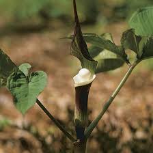 Image result for Arisaema