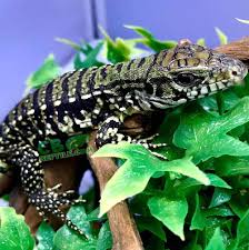 Argentine Tegu For Sale Black And White Tegus For Sale Online Tegu Breeder Of Baby Tegus For Sale Baby Argentine Tegus For Sale With careful taming they can get used to people and even look forward to interacting with them.