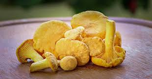 Come cucinare i funghi surgelati. Funghi Finferli Cosa Sono E Come Cucinarli Greenstyle