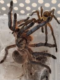 Harpactira pulchripes mating : rtarantulas